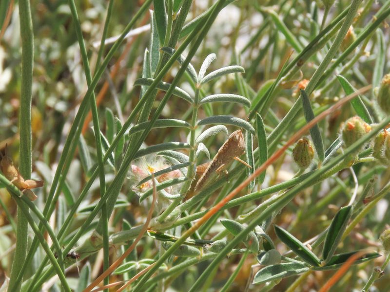 Onobrychis alba, photographed by Emanuele Santarelli
