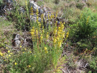 Hypericum hyssopifolium, photographed by Emanuele Santarelli