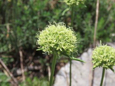 Saponaria bellidifolia, photographed by Emanuele Santarelli
