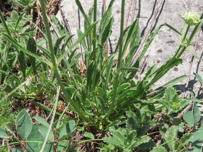 Saponaria bellidifolia, photographed by Emanuele Santarelli