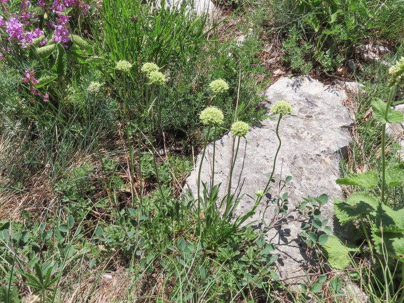 Saponaria bellidifolia, photographed by Emanuele Santarelli