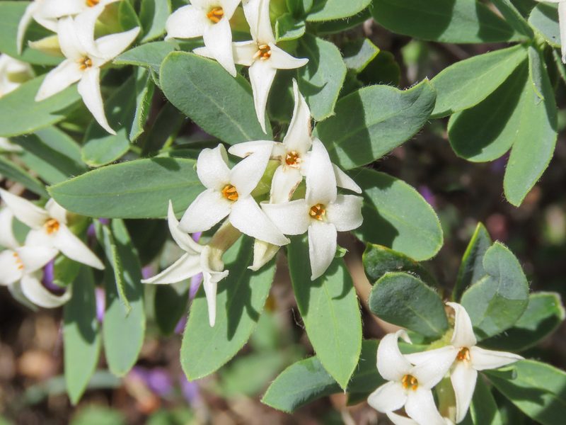 Daphne oleoides, photographed by Emanuele Santarelli