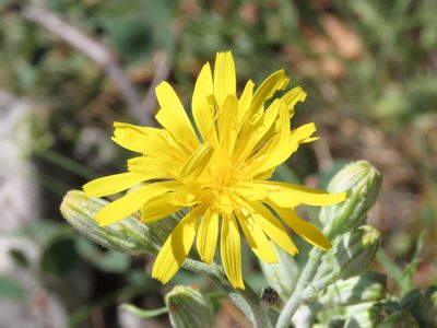 Crepis lacera, photographed by Emanuele Santarelli