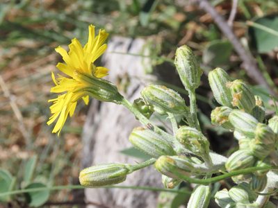 Crepis lacera, photographed by Emanuele Santarelli