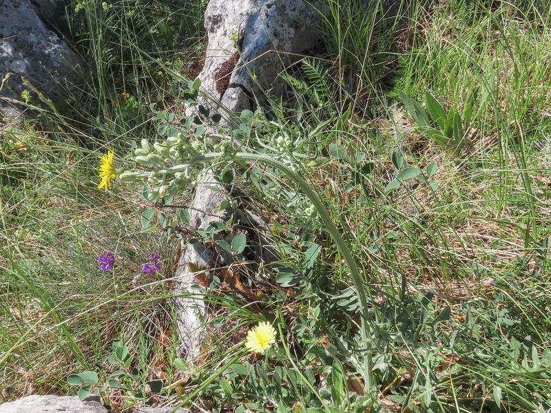 Crepis lacera, photographed by Emanuele Santarelli