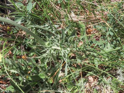 Crepis lacera, photographed by Emanuele Santarelli