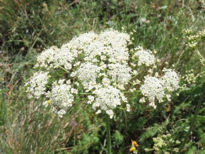 Siler montanum, photographed by Emanuele Santarelli