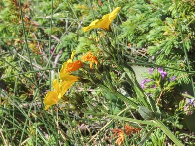 Linum capitatum, photographed by Emanuele Santarelli