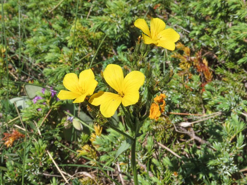 Linum capitatum, photographed by Emanuele Santarelli