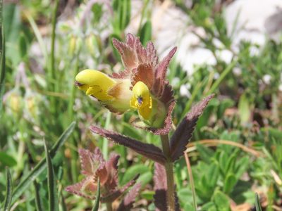Rhinanthus wettsteinii, photographed by Emanuele Santarelli
