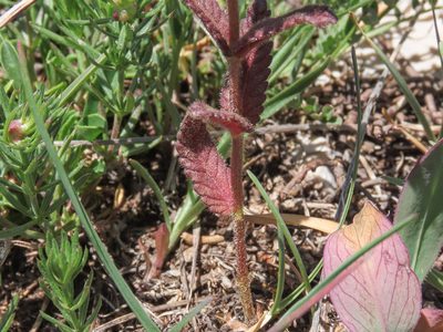 Rhinanthus wettsteinii, photographed by Emanuele Santarelli