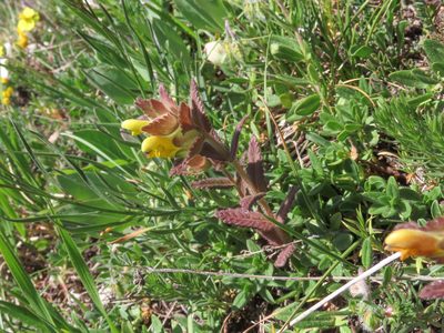 Rhinanthus wettsteinii, photographed by Emanuele Santarelli