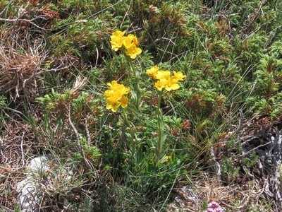Linum capitatum, photographed by Emanuele Santarelli