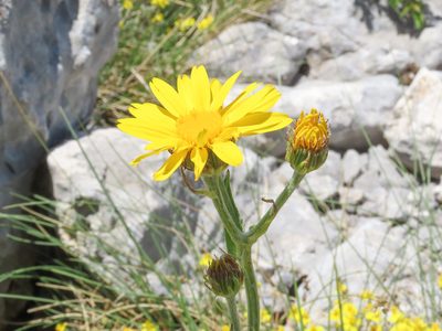 Senecio doronicum, photographed by Emanuele Santarelli