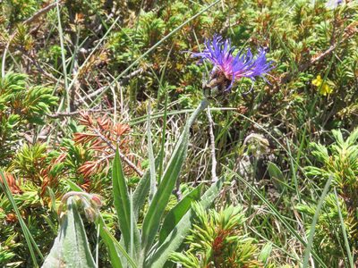 Centaurea triumfettii, photographed by Emanuele Santarelli