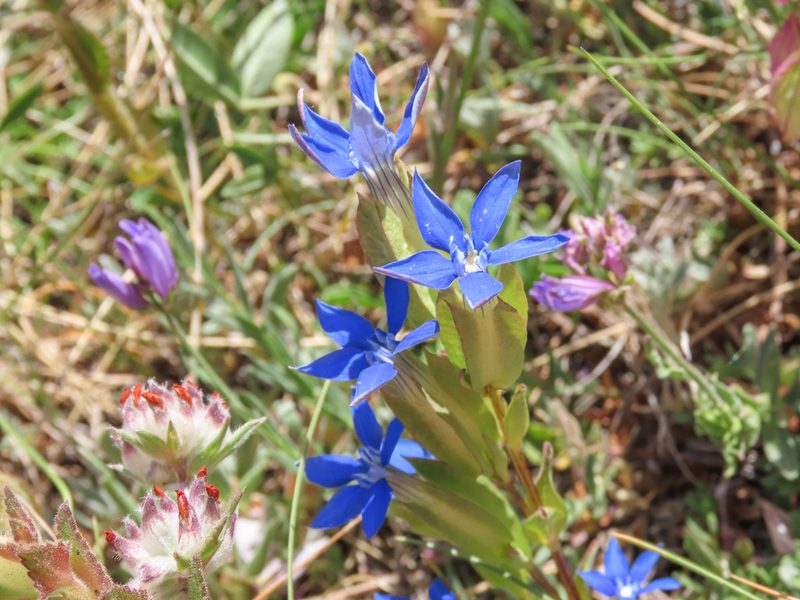 Gentiana utriculosa, photographed by Emanuele Santarelli