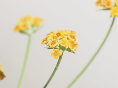 Bupleurum exaltatum, photographed by Emanuele Santarelli