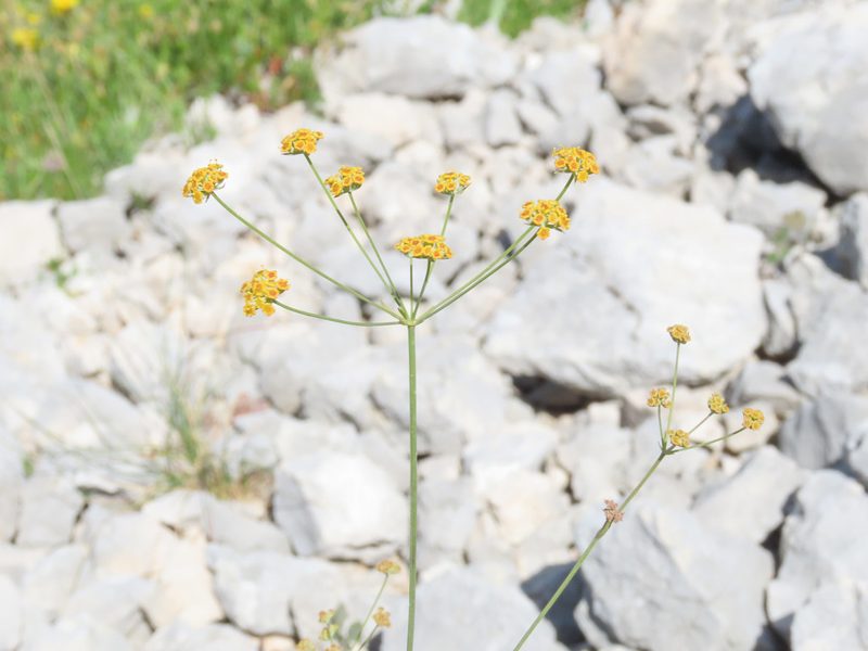Bupleurum exaltatum, photographed by Emanuele Santarelli