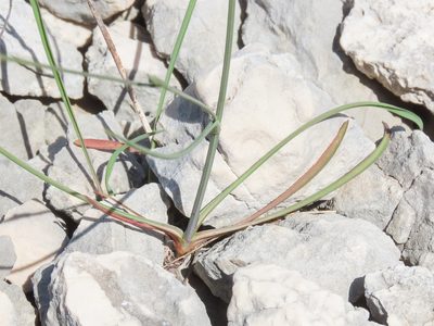 Bupleurum exaltatum, photographed by Emanuele Santarelli