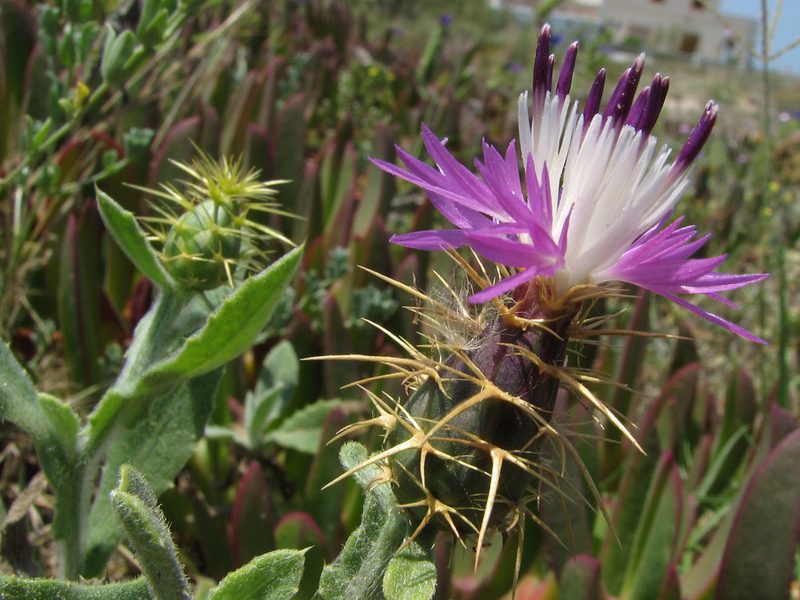 Centaurea seridis, photographed by Katja Schulz