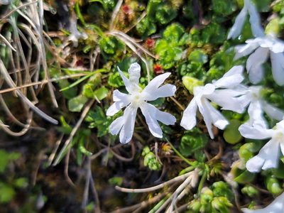 Primula minima, photographed by Elias