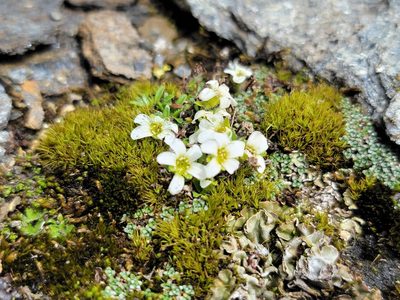 Saxifraga androsacea, photographed by Elias