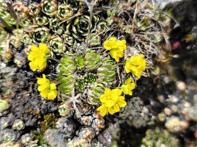 Draba aizoides, photographed by Elias