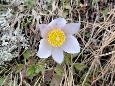 Pulsatilla vernalis, photographed by Elias