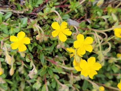 Helianthemum oelandicum, photographed by Elias