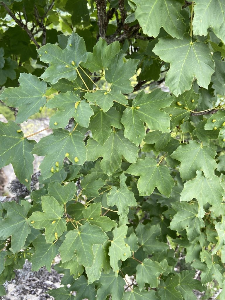 Acer hyrcanum, photographed by Sokratis