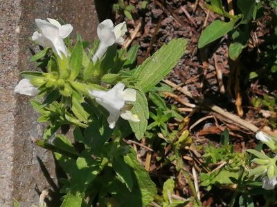 Stachys annua, photographed by Tatiana Strus