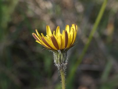 Leontodon tuberosus, photographed by Yves Bas