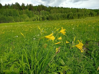 Hemerocallis minor, photographed by Владимир Преловский