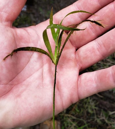 Juncus repens, photographed by Jody Shugart