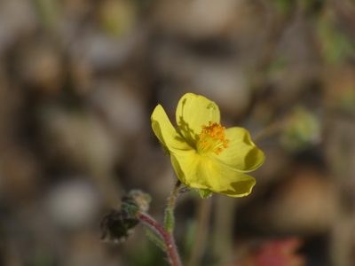 Fumana juniperina, photographed by Yves Bas