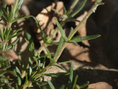 Fumana juniperina, photographed by Yves Bas