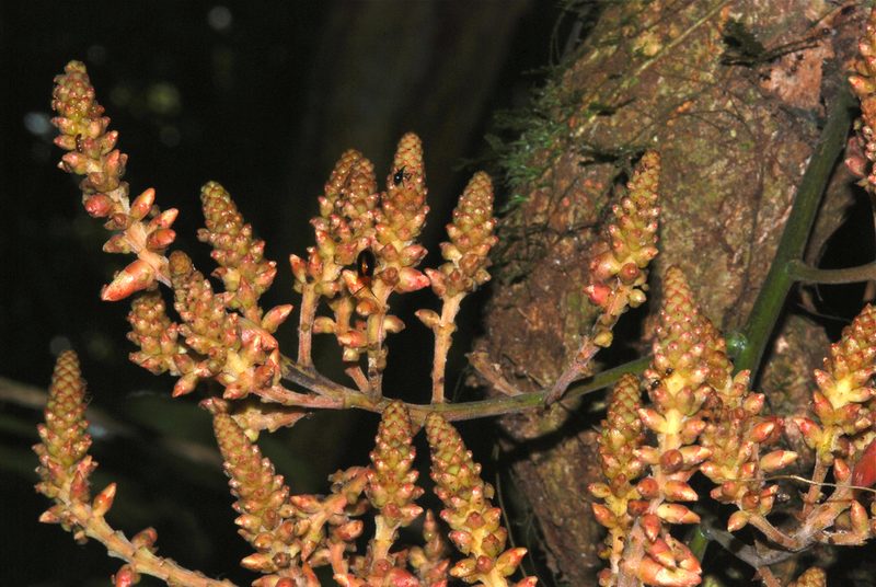 Whitfordiodendron nieuwenhuisii, photographed by Bernard DUPONT