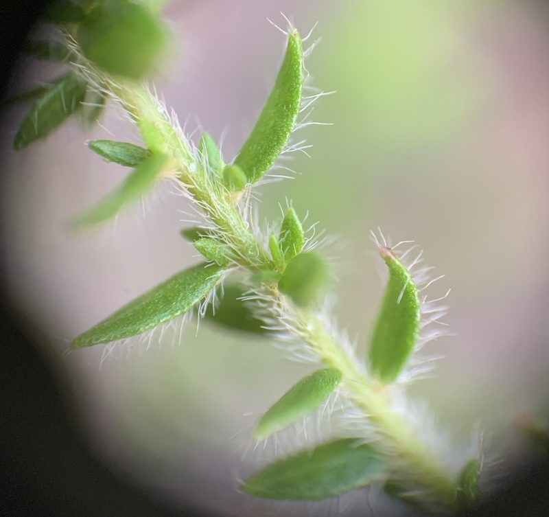Lechea divaricata, photographed by natalie
