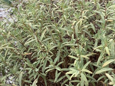 Crocanthemum nashii, photographed by natalie