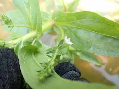Veronica catenata, photographed by Mary Krieger