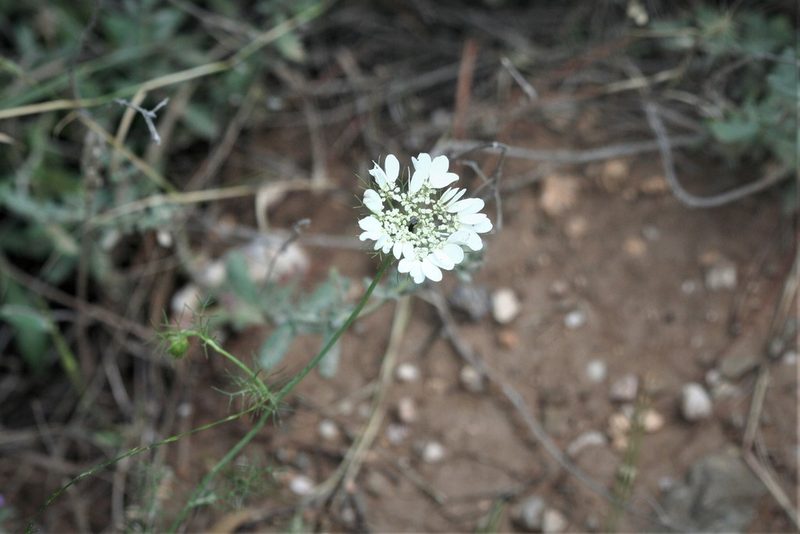 Artedia squamata, photographed by Edmundas Greimas