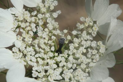 Artedia squamata, photographed by Edmundas Greimas