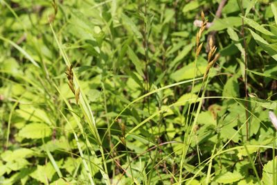 Carex muskingumensis, photographed by Quinten Wiegersma