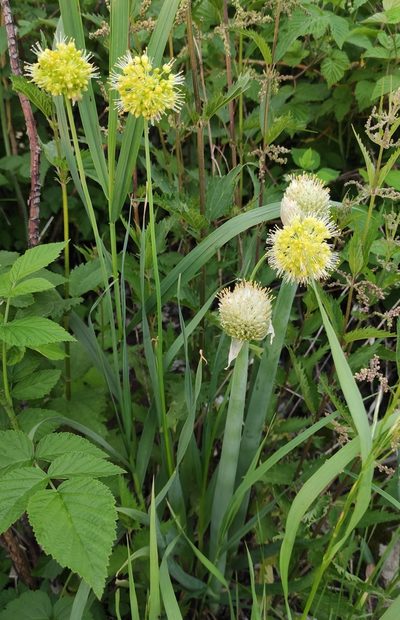 Allium fistulosum, photographed by Юлия