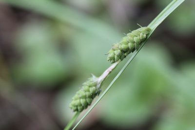 Carex swanii, photographed by Quinten Wiegersma