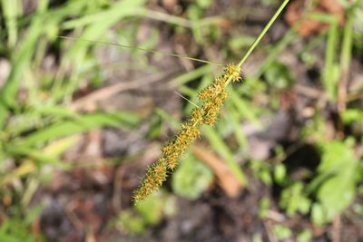 Carex vulpinoidea, photographed by Quinten Wiegersma