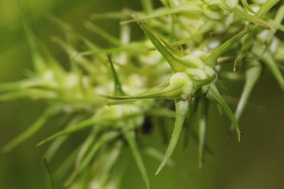 Carex crus-corvi, photographed by Quinten Wiegersma