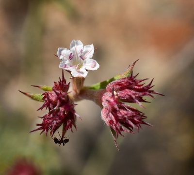 Chorizanthe virgata, photographed by Nicolás Villaseca Merino