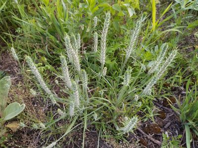 Plantago aristata, photographed by Harold Smith