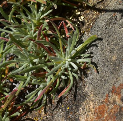 Chorizanthe virgata, photographed by Nicolás Villaseca Merino